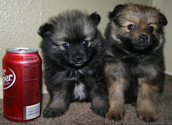 Pocket Pomeranian Puppies 1 Baby boy and 1 Baby Girl CUTE CUTE!!! - Price: 400.00