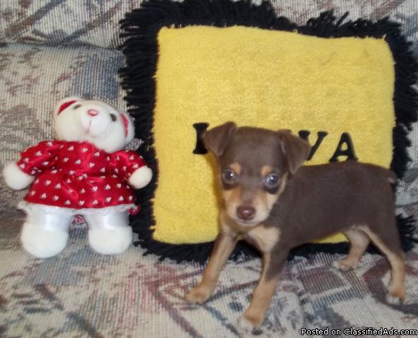 Pocket Puppy-Miniature Pinscher / Toy Poodle cross - Price: $700
