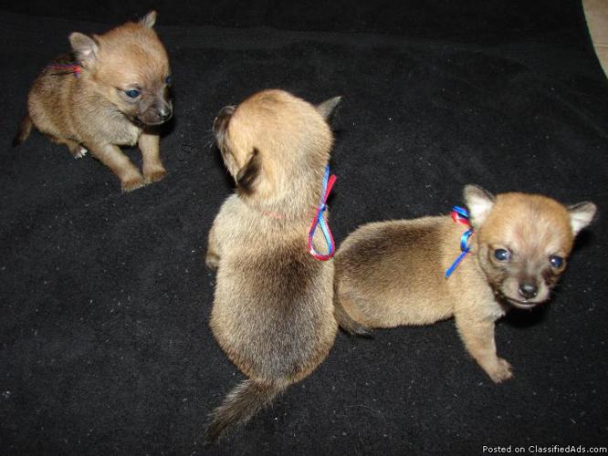 POM-CHI Puppies For Sale!!!! - Price: $350