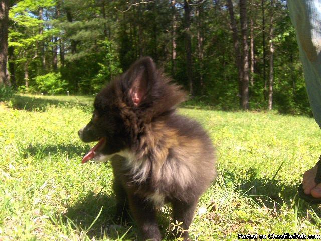 Pomeranian female puppy for sale in alabama - Price: 300