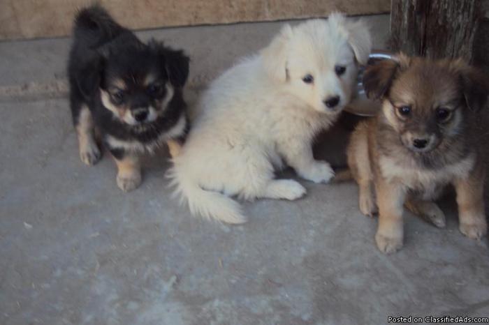 Pomeranian puppies for sale, 9 weeks old. - Price: $200