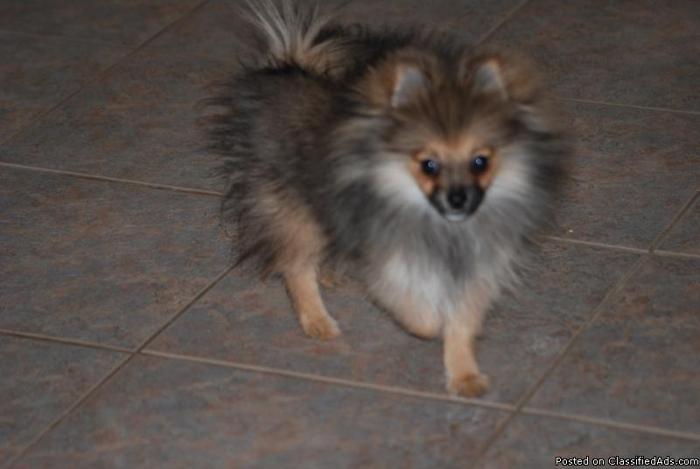 Pomeranian Puppies For Sale - Price: 700.00