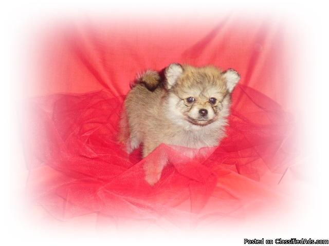 Pomeranian Puppies - Price: 375.00