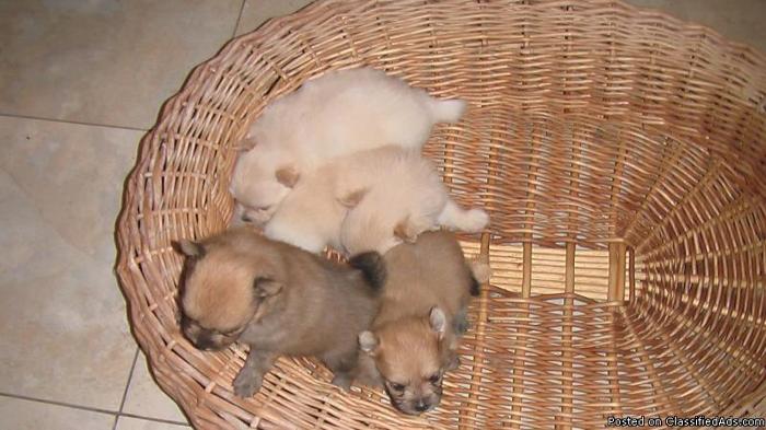 Pomeranian puppies super tiny - Price: 600.00