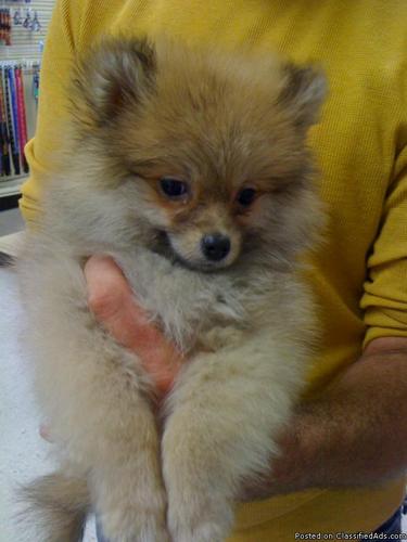Pomeranian Puppy (Male) - Price: 450.00