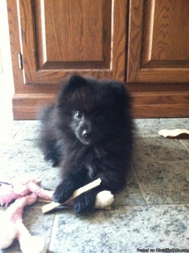 Pomeranian Puppy *PRICE LOWERED* - Price: $475