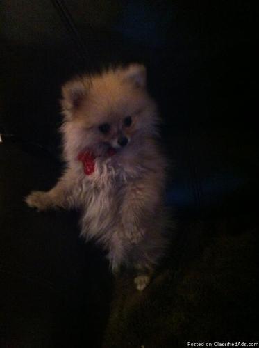 pomeranian very cute.must go.is 2 months and haft old only.very friendly - Price: 1250