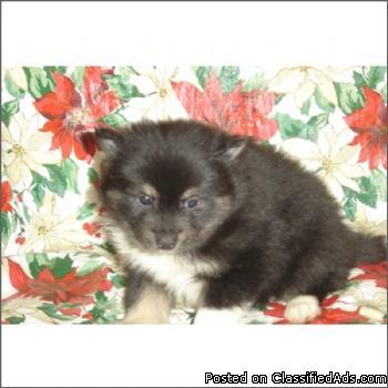 Pomeranians For Sale In South Florida