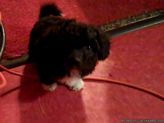poochon puppies for sale price 300 male 350 female 20462482