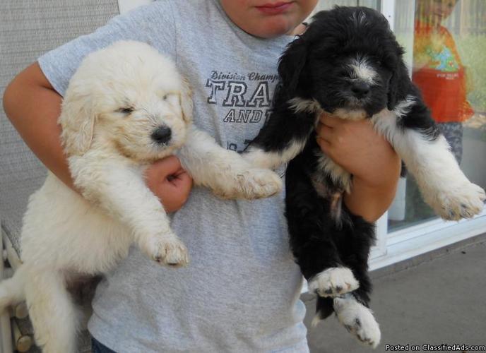 poodle great pyrenees hybrids pyredoodle pups 20931327