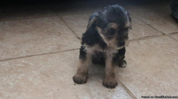 POODLE mix's with YORKIE FOR $300.00 - Price: 300.00