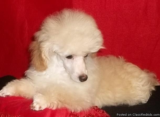 Poodle Puppy, Male - Price: $200