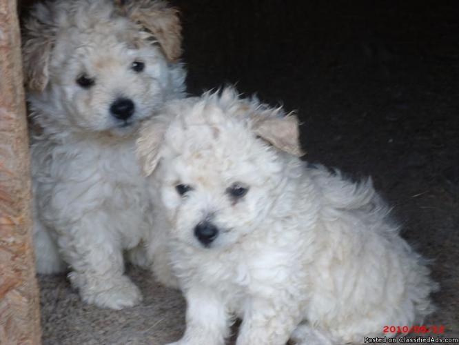 Poodle Spitz Mix Male puppies for sale - Price: 100