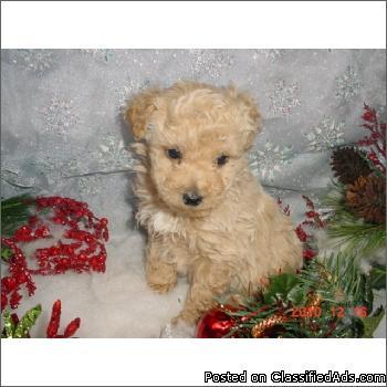 *Poodle T-Cup*;(50)% Off The Regular Price Now -$389-Plus;(786)361-1315 - Price: $389-Plus