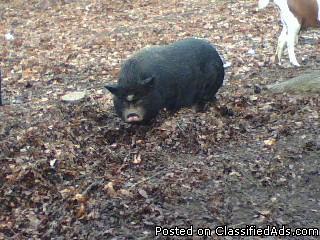 POT-BELLY PIG FOR SALE - $100 - Price: 100