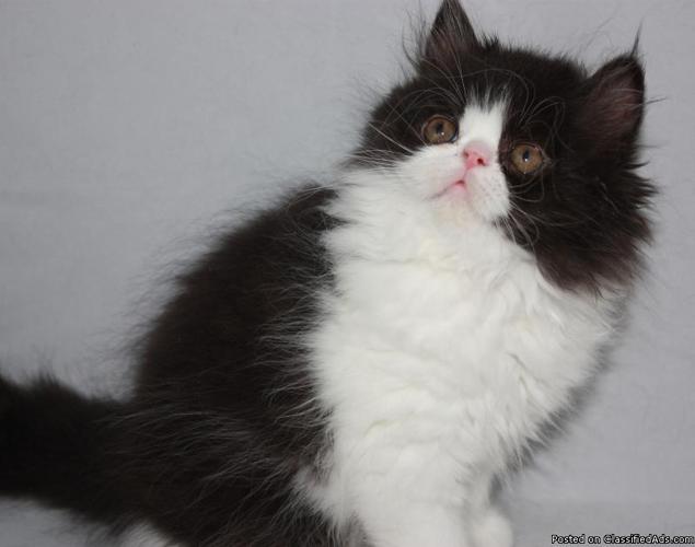 Precious Persian Kittens - Now Available - Price: $400