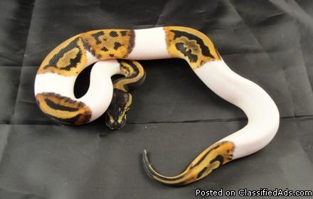 Proven Piebald Pythons available - Price: 350