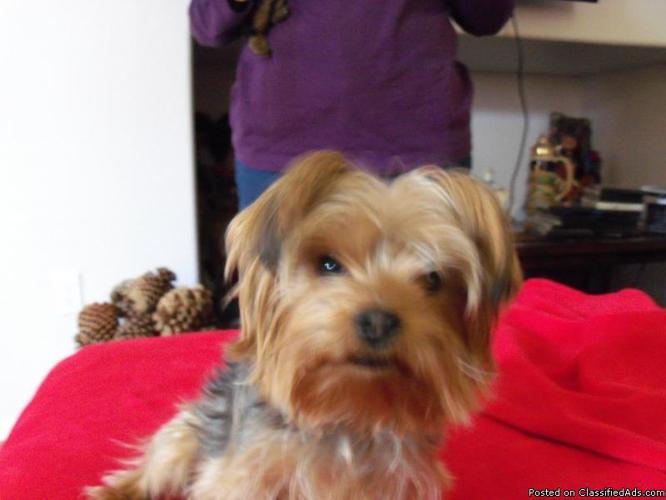 Proven Yorkie Male for Stud service - Price: $400.00