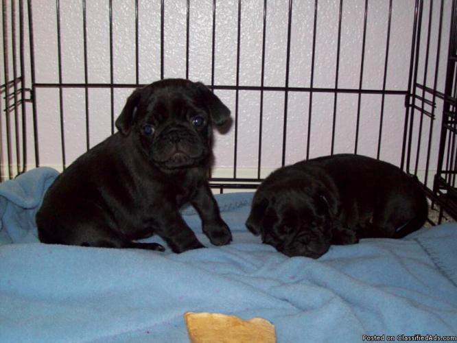 Pug Puppies - AKC Registered - Price: $350 OBO