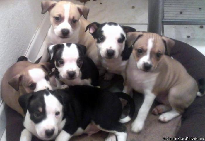 Puppies 7 Weeks Old! Perfect X-Mas Present - Price: $50.00 Each