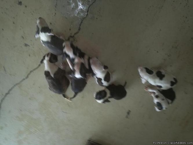 Puppies for sale - Price: $150