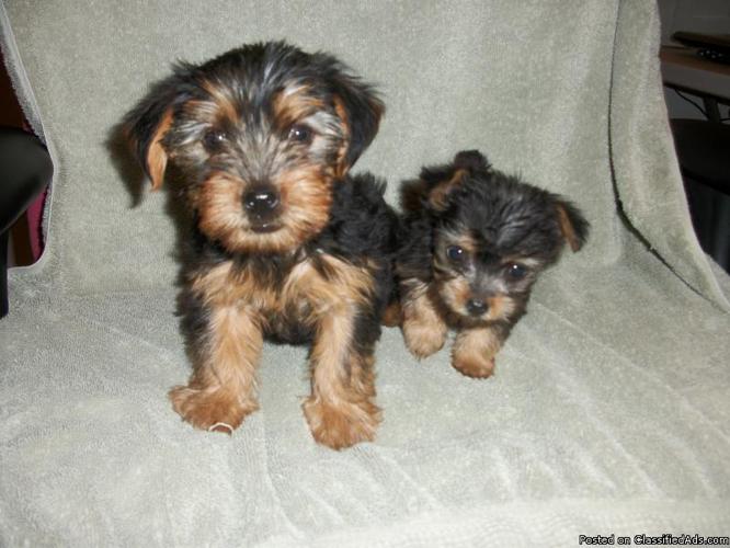 Puppies for sale - Price: $650.00