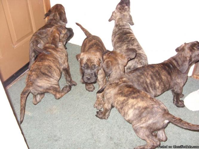 puppies for sale - Price: 700.00