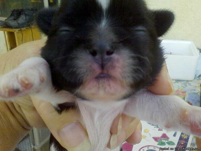 pure bred akc shih tzu puppies for sale - Price: 750.00 to 850.00