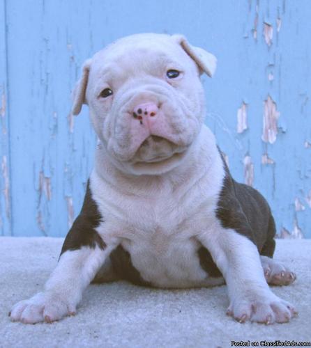 Pure Bred Pit Bull Pups with UKC papers - Price: $100