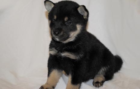pure breed akc shiba inu puppies available for good homes - Price: 500