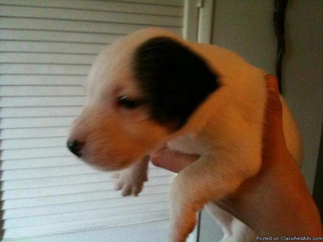 Pure Breed Jack Russell Puppies - Price: $250