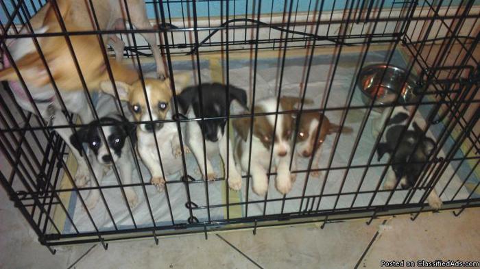 Pure Breed Rat Terrier Puppies 6wk old - Price: 150