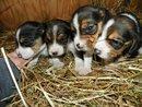 purebred beagle puppies - Price: $100-$150