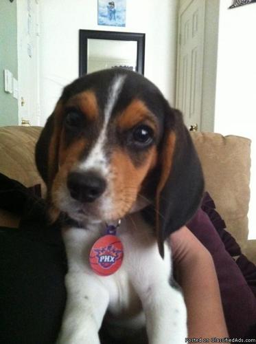 Purebred Beagle Puppy - Price: 500