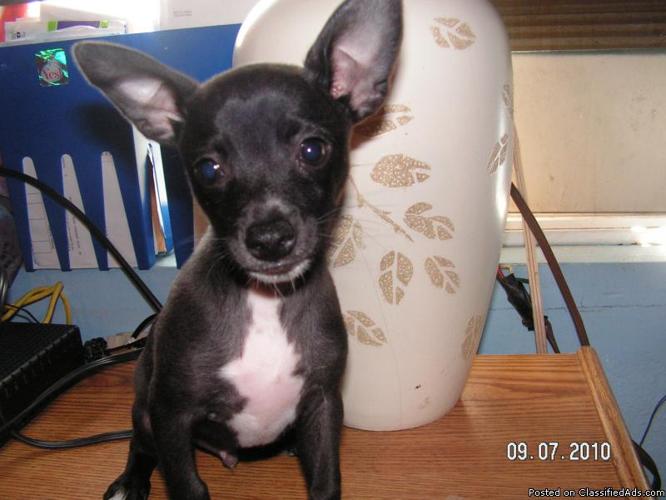 purebred Chihuahua pups - Price: $100.00
