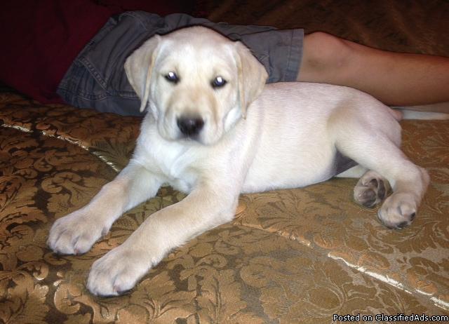 Purebred yellow lab puppies - non-papered - Price: 400.00