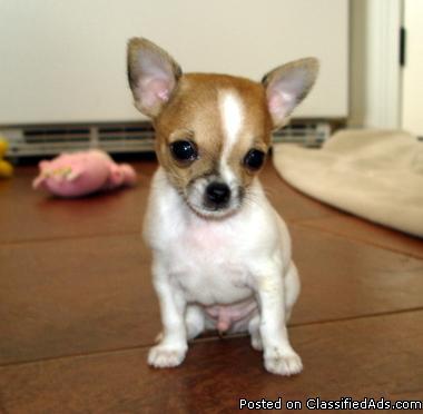quality healthy teacup and toy chihuahuas for sale oregon reputable breeder check us out price 100000 19115760