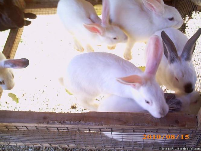 Rabbits For sale - Price: 10.00 each