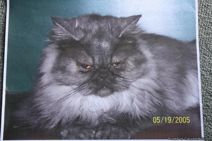 Ragdoll Persian Gray Cat - Price: $300.00 (firm)