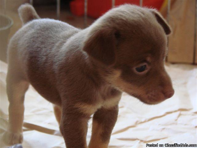 RARE!!! UKC Rat Terrier pup brown!!! - Price: $250