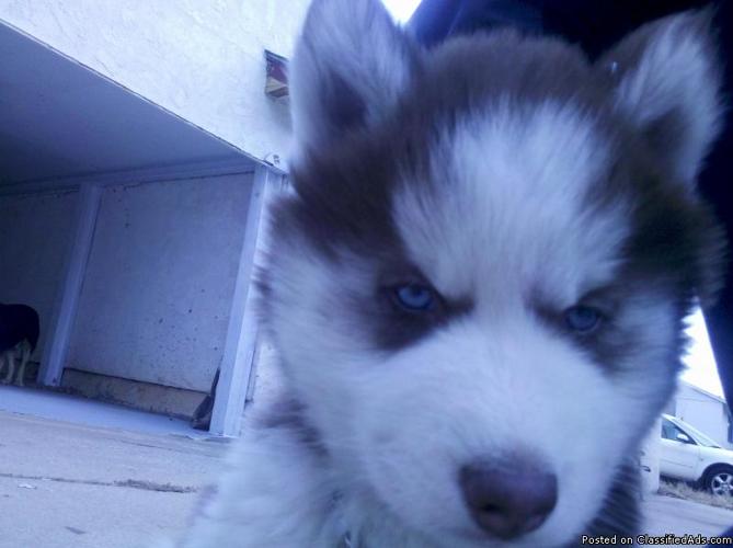 Red and white blue eyed siberian husky pup 7 weeks very playful - Price: 450.00