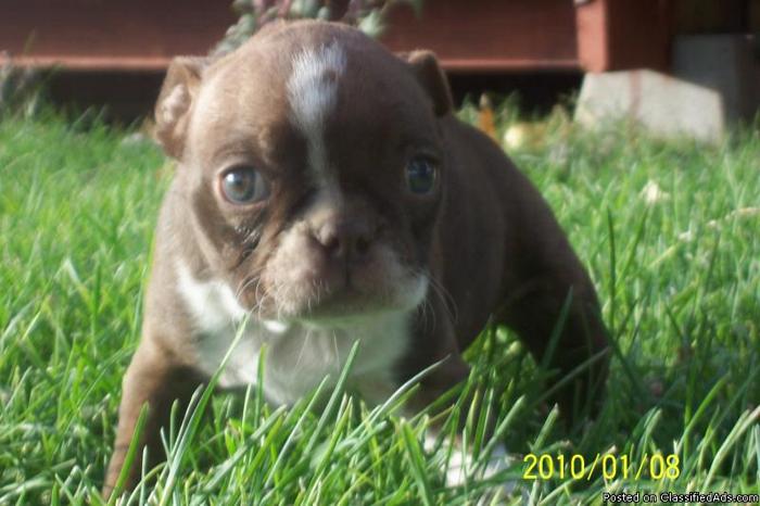 Red and White Boston Terrier - Price: $500