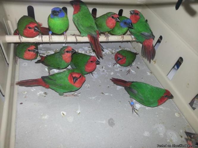 RED FACED PARROT FINCH, PAIR - Price: $170.00