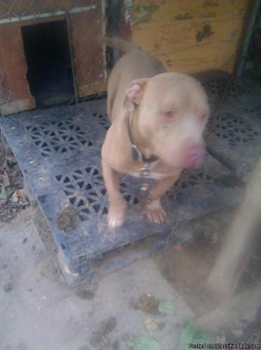 Red nose pitbull ( 1 year old beautiful, strong and friendly) - Price: $430 OBO