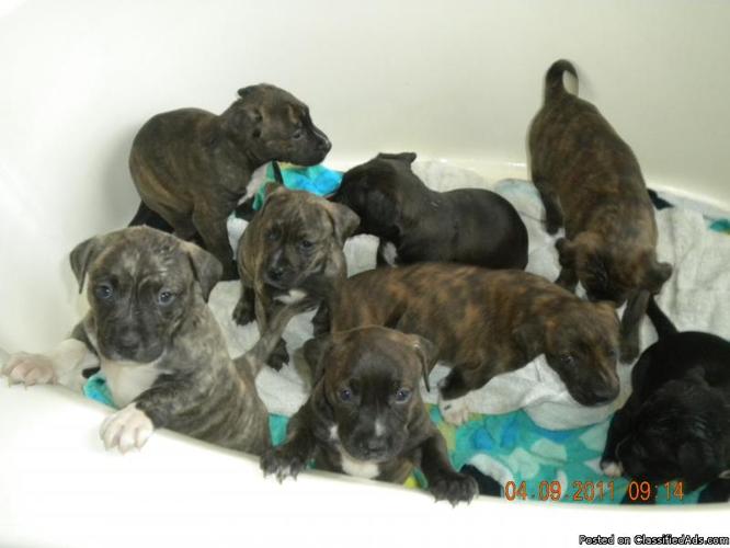 Red Nose Pitbull Pit Bull Bully Puppies for Sale So Cute! - Price: 200.00