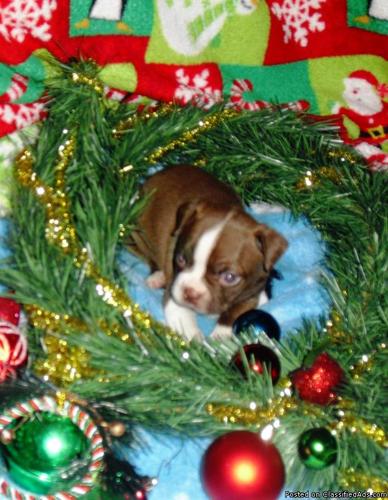 Red & White Boston Terrier Puppies For Sale - Price: 500.00