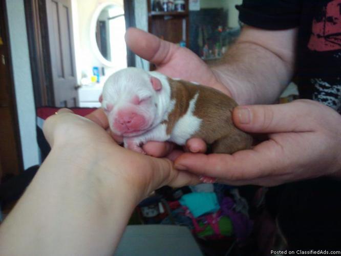 Red & White Boston Terrier Puppies For Sale - Price: 500