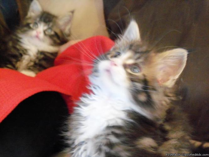 REDUCED !!! LOOK !!! Maine Coon Boys - Price: $350.00