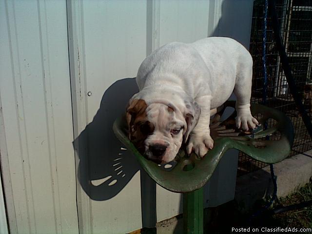 *REDUCED*3/4 English Bulldog 1/4 Beagle Puppy for sale**REDUCED** - Price: 800