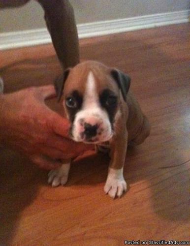 non registered boxer puppies for sale near me